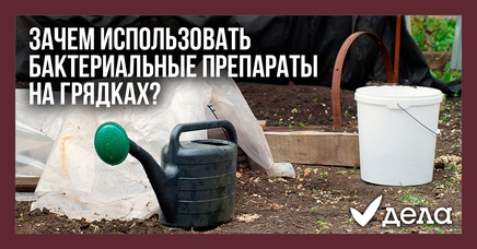 Зачем использовать бактериальные препараты на грядках? | Дела (Огород.ru)