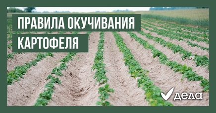 Правила окучивания картофеля | Дела (Огород.ru)