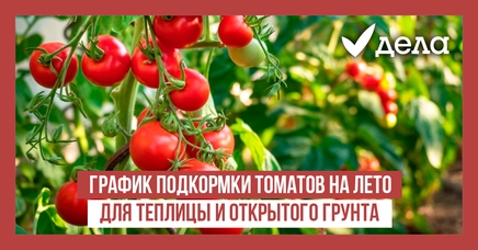 График подкормки томатов на лето для теплицы и открытого грунта | Дела ...
