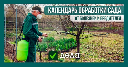 Календарь обработки сада от болезней и вредителей | Дела (Огород.ru)