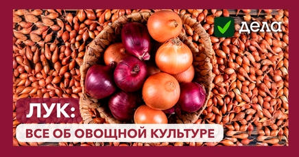 Лук | Дела (Огород.ru)