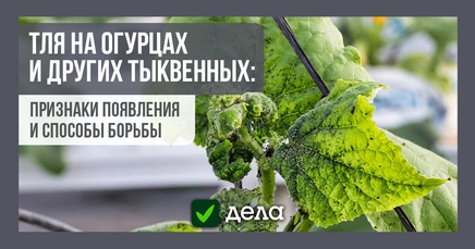 Тля, или афидиды | Дела (Огород.ru)