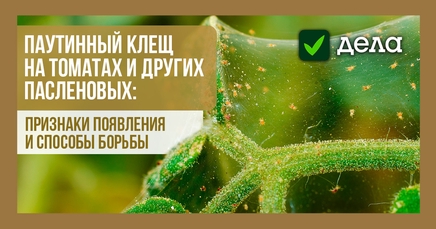 Паутинный клещ | Дела (Огород.ru)