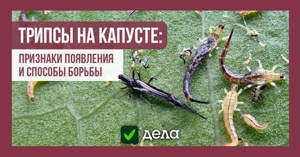 Трипсы, или пузыреногие, или колбоногие, или бахромчатокрылые | Дела ...