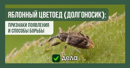 Яблонный цветоед, или яблонный долгоносик | Дела (Огород.ru)