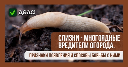 Слизни, или брюхоногие, или слизняки | Дела (Огород.ru)