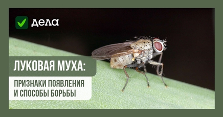 Луковая муха | Дела (Огород.ru)
