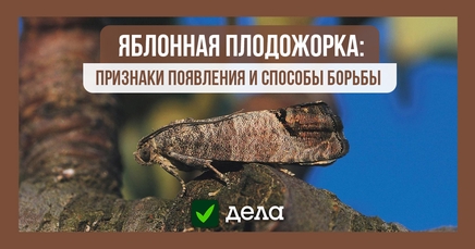 Яблонная плодожорка | Дела (Огород.ru)