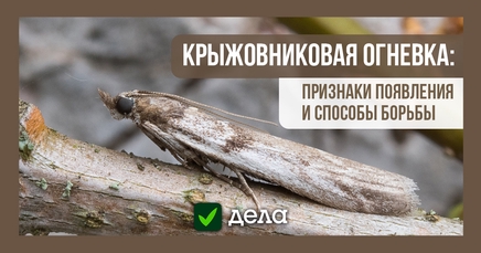 Крыжовниковая огневка | Дела (Огород.ru)