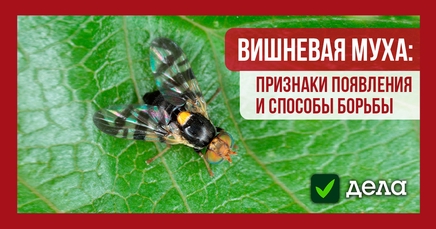 Вишневая муха | Дела (Огород.ru)