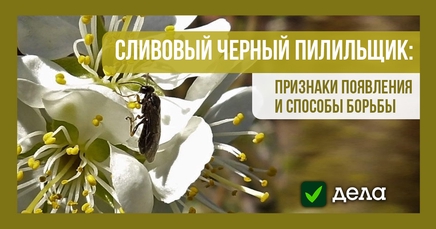 Сливовый черный, или сливовый плодовый пилильщик | Дела (Огород.ru)