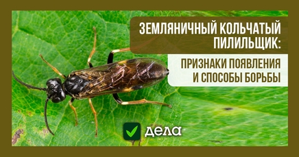 Земляничный кольчатый пилильщик, или розанный пилильщик, или ...