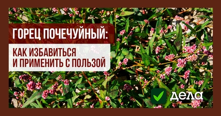 Горец почечуйный, или почечуйная трава, или геморройная трава, или ...