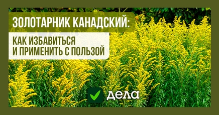 Золотарник канадский, или солидаго, или золотушник, или золотая розга ...