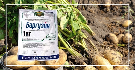 Баргузин, Г | Дела (Огород.ru)