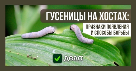 Гусеницы | Дела (Огород.ru)