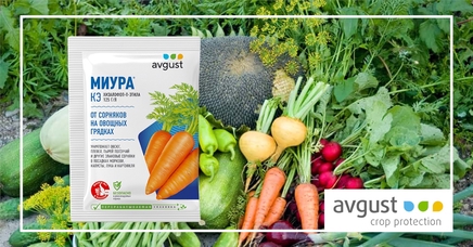 Миура, КЭ | Дела (Огород.ru)