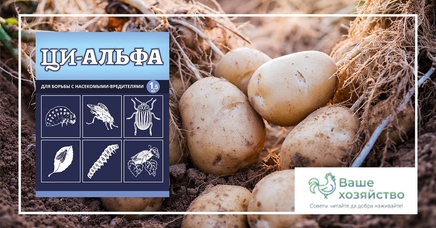 Ци-Альфа, КЭ | Дела (Огород.ru)