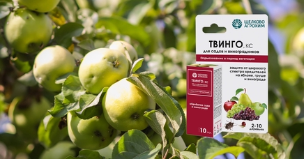 Твинго, КС | Дела (Огород.ru)