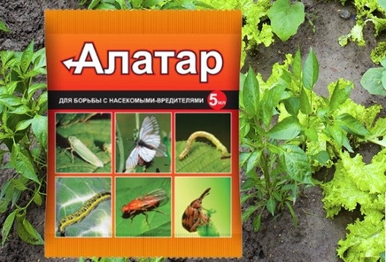 15 лучших препаратов от вредителей растений | Дела (Огород.ru)