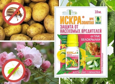 15 лучших препаратов от вредителей растений | Дела (Огород.ru)
