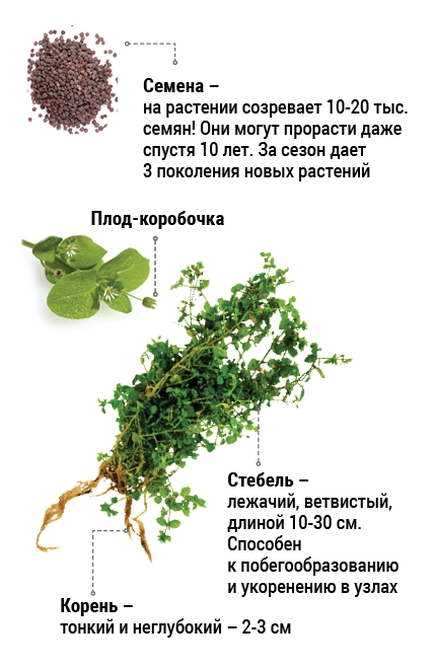 Мокрица, или звездчатка, или канареечная трава, или сердечная трава ...