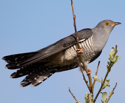 Кукушка обыкновенная: описание птицы, фото, образ жизни и интересные ...