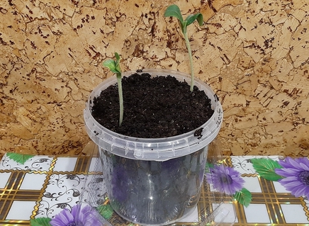 Посев семян кабачков на рассаду