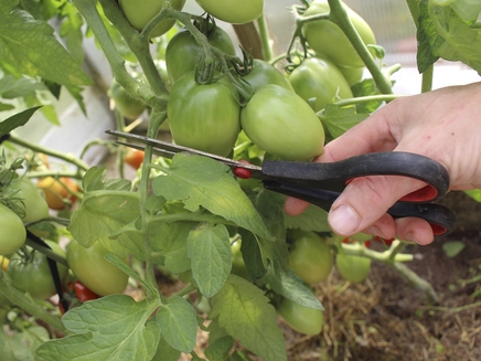 Формировка томатов в конце сезона
